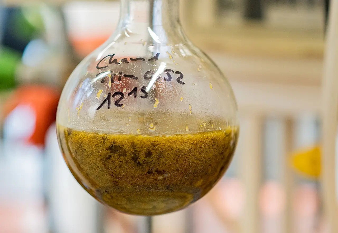 Image Credit: Image Credit: © Kottas Pharma GmbH Chamomile under laboratory examinations at KOTTAS