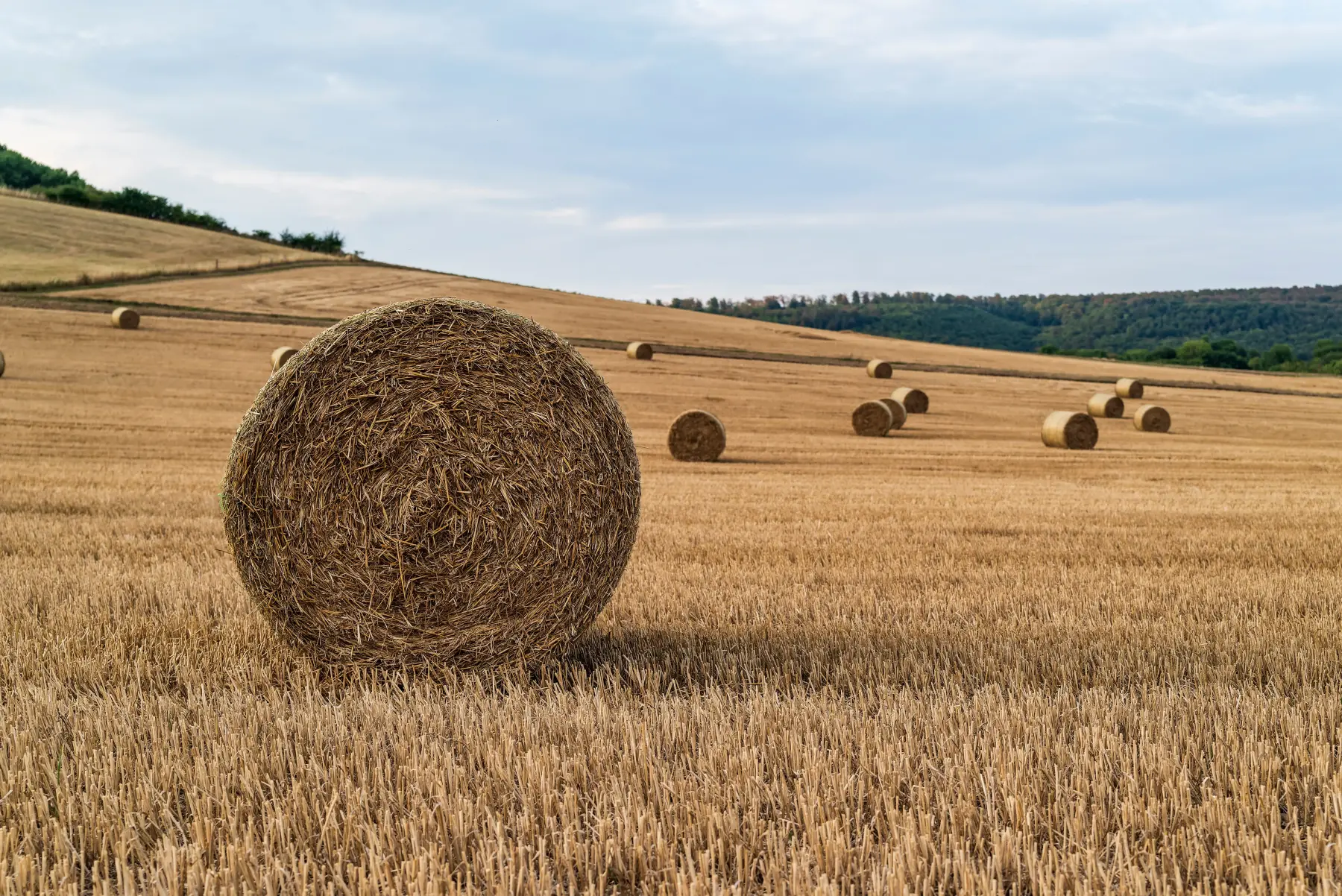Harvested field with round straw bales under a cloudy late-summer sky.