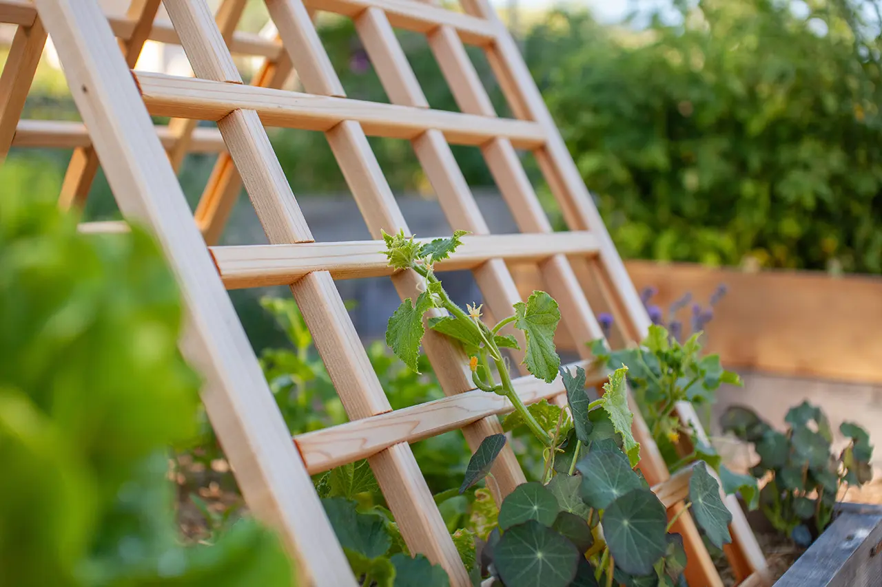 Climbing plant with trellis