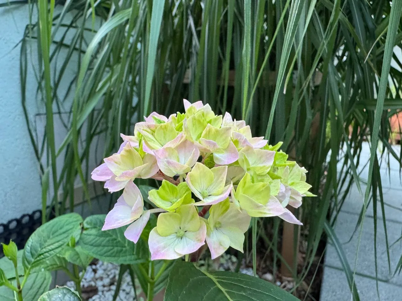 Detail of a Hydrangea blossom